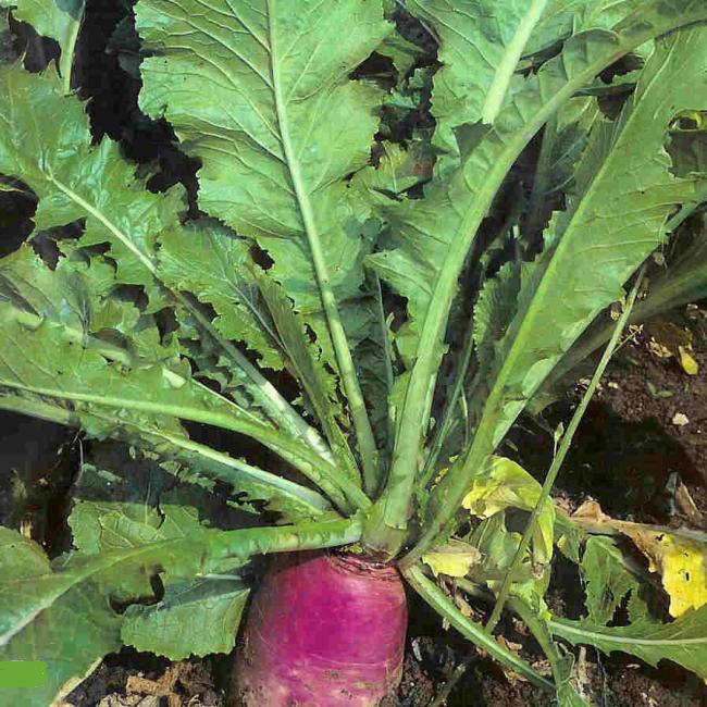 Stubble Turnips Field Options